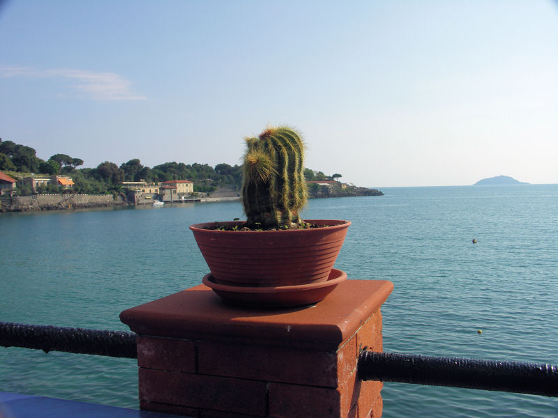 bay of poets cactus