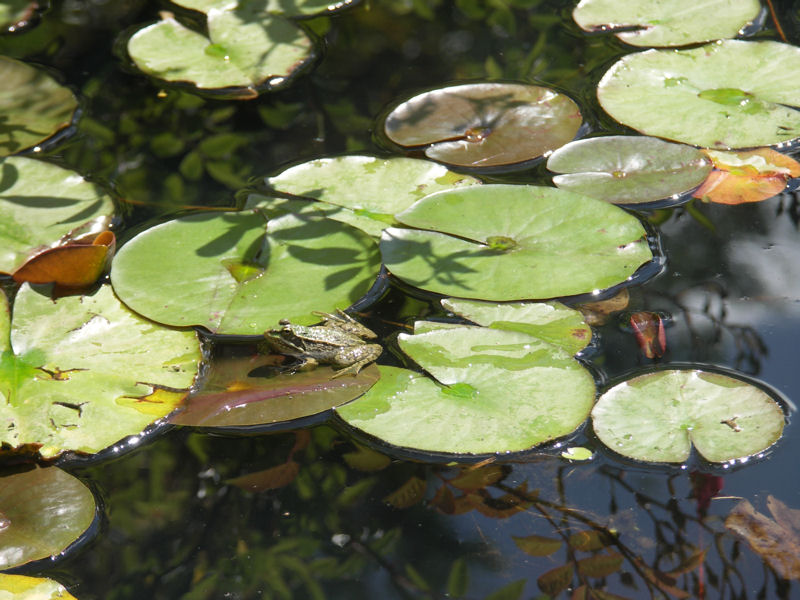 berty frog