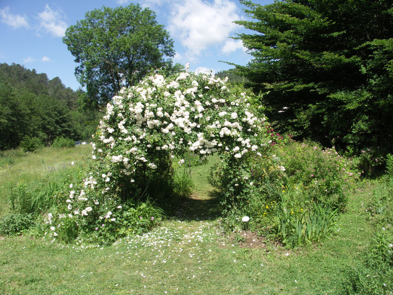 berty roses