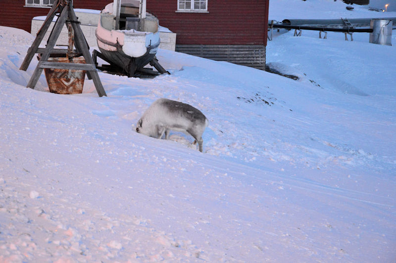 71 svalbard reindeer