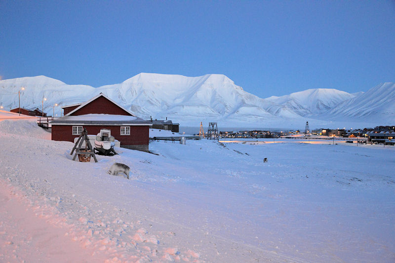 82 svalbard view and reindeer