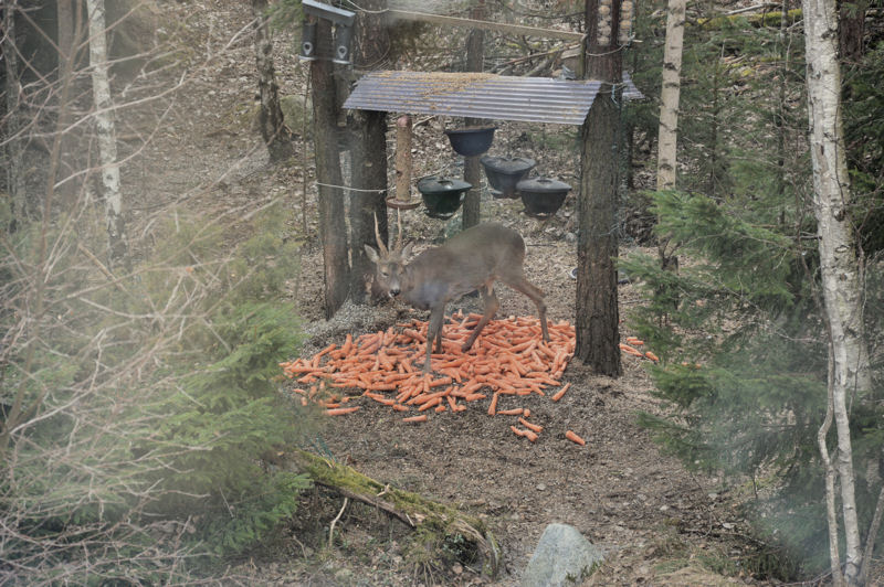 Deer in forest