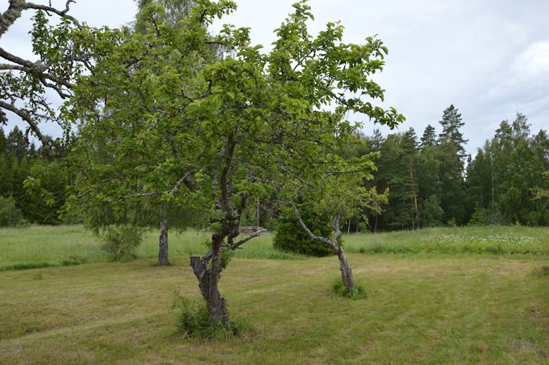 June 2014 145 orchard1