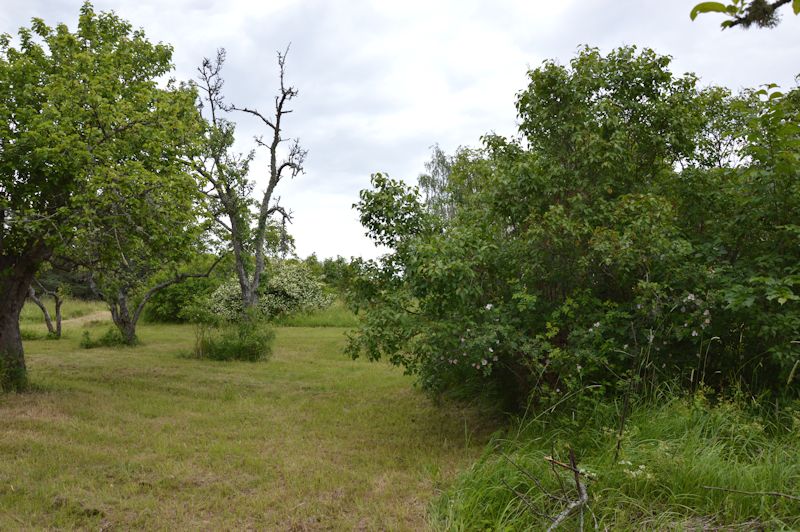 June 2014 148 orchard3