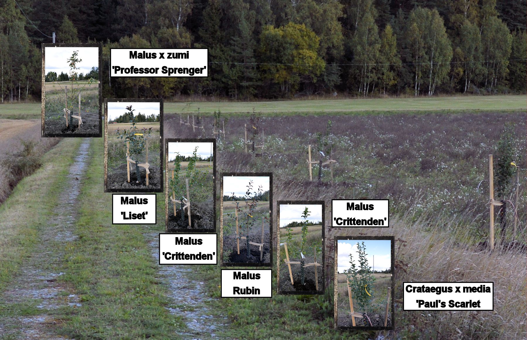 Malus trees