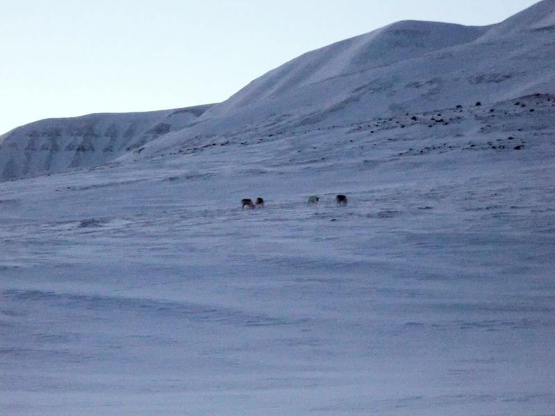 Winge photo Svalbard reindeer