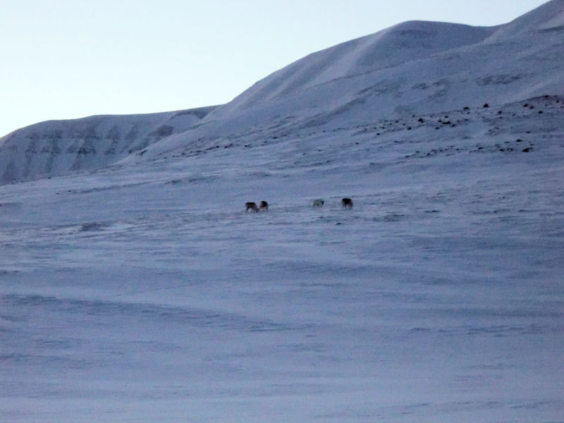 Winge photo Svalbard reindeer