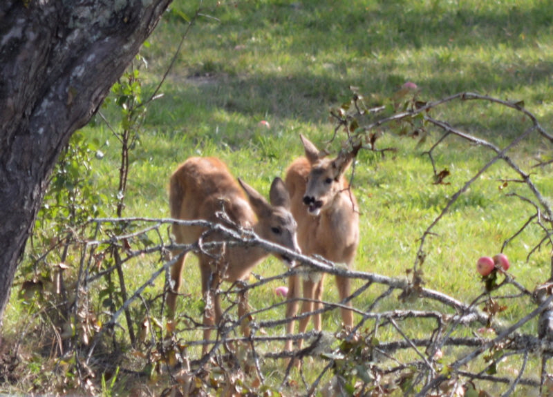 Apple munching twins 800