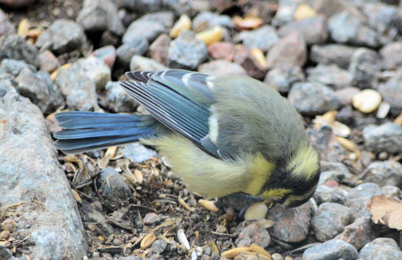 Baby bird with peanut 800