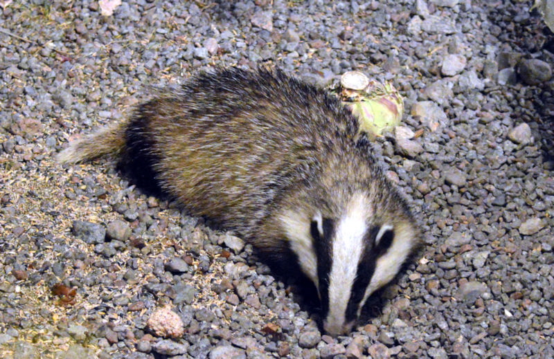 Badger mom july 2018 800