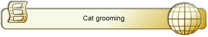 Cat grooming