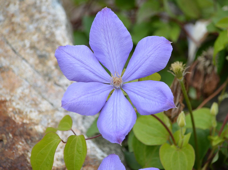 Clematis jun 14 800