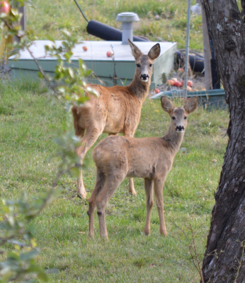 Deer mom and kid 800