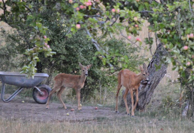 Deer with baby 2 800