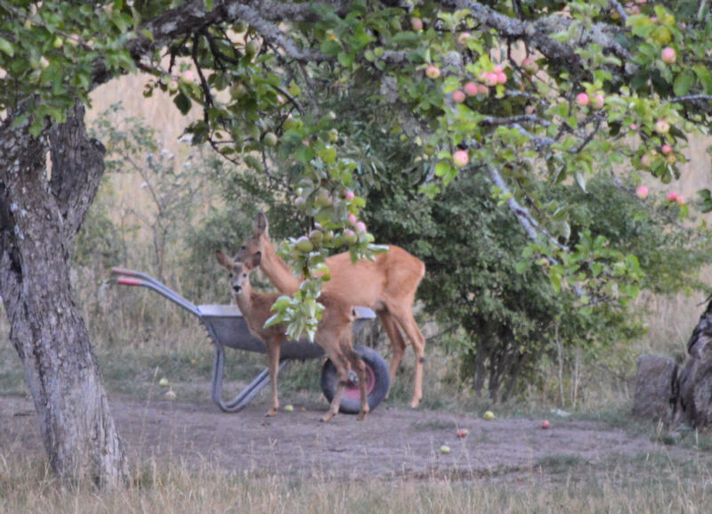 Deer with baby 800