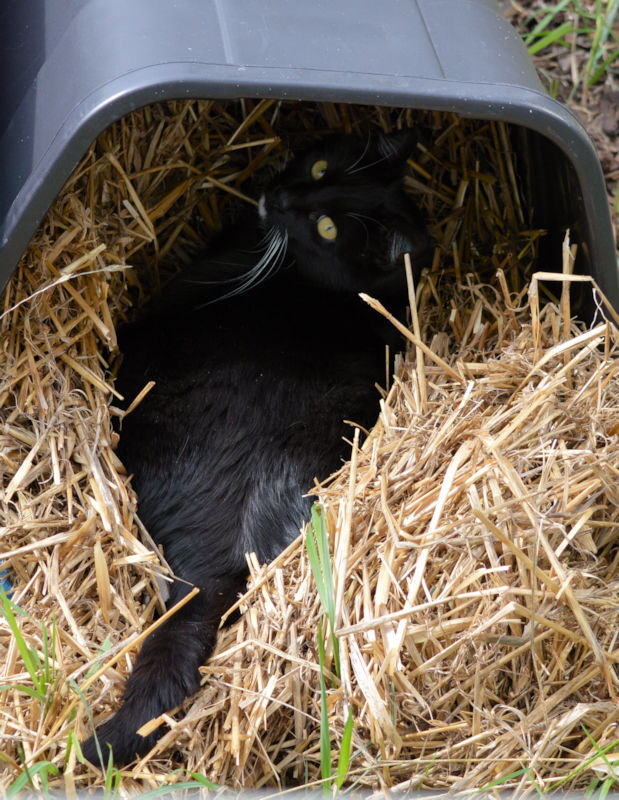 Doris and Mouse in the barrel aug 2018 800