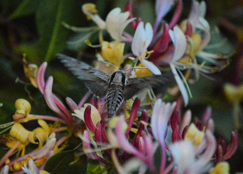 Garden by night june 17 moth1 800