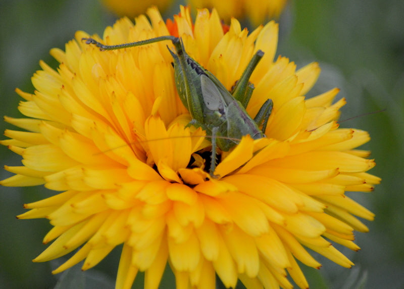 Grashopper in Calendula 800