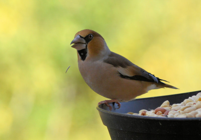 Hawfinch 1 800