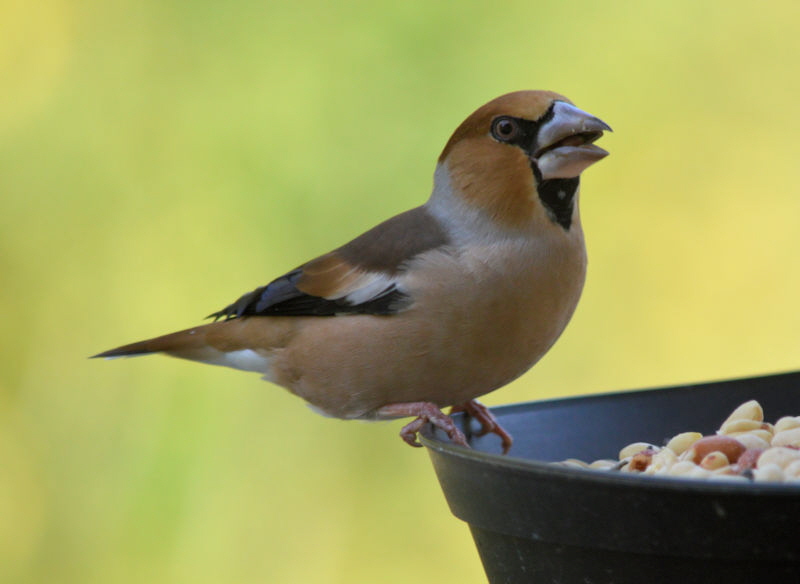 Hawfinch 2 800