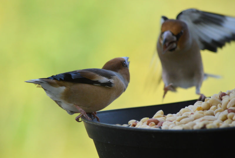 Hawfinch 3 800