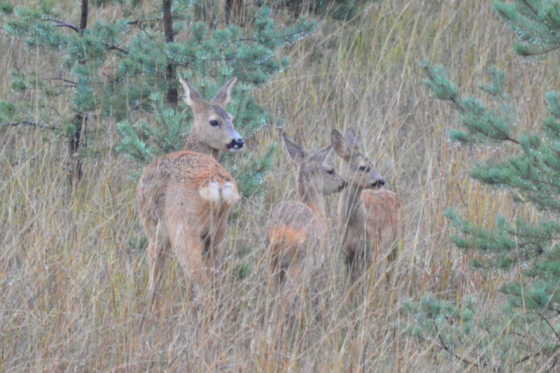 Mommy and twins in the rain 2 800