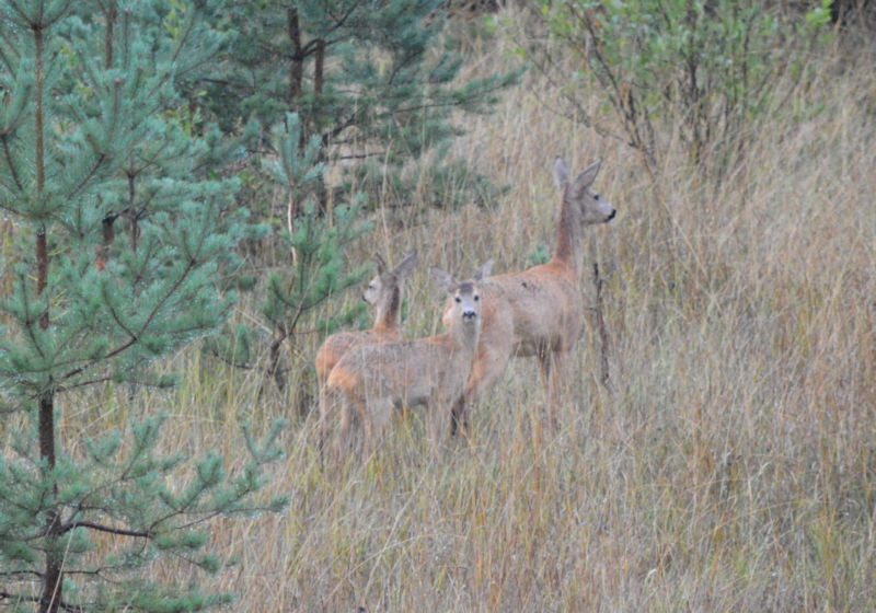 Mommy and twins in the rain 3 800