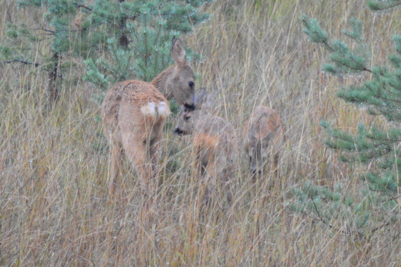 Mommy and twins in the rain 4 800