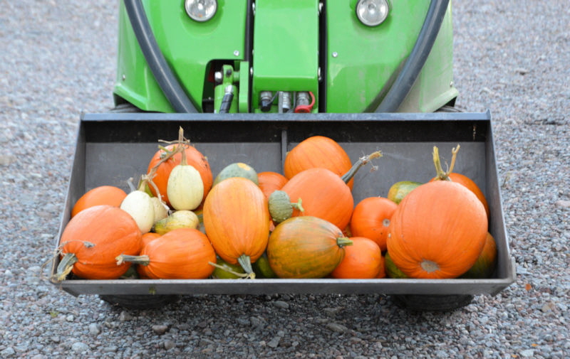 Pumpkin and gourds 800