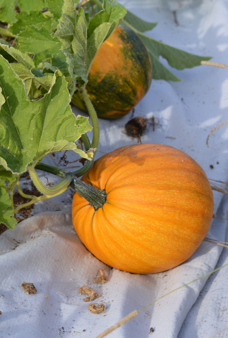 Pumpkin august 2018 800