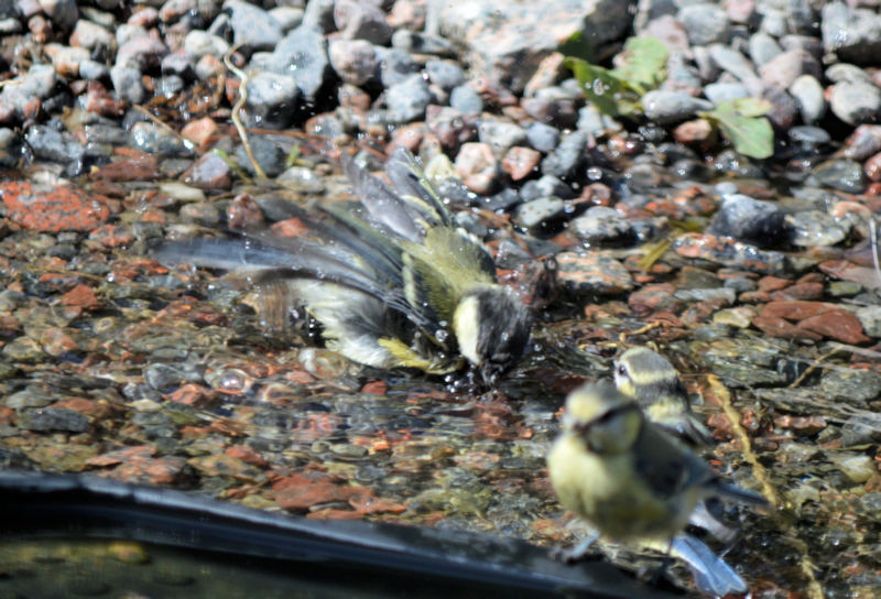 bathing birds 1 800