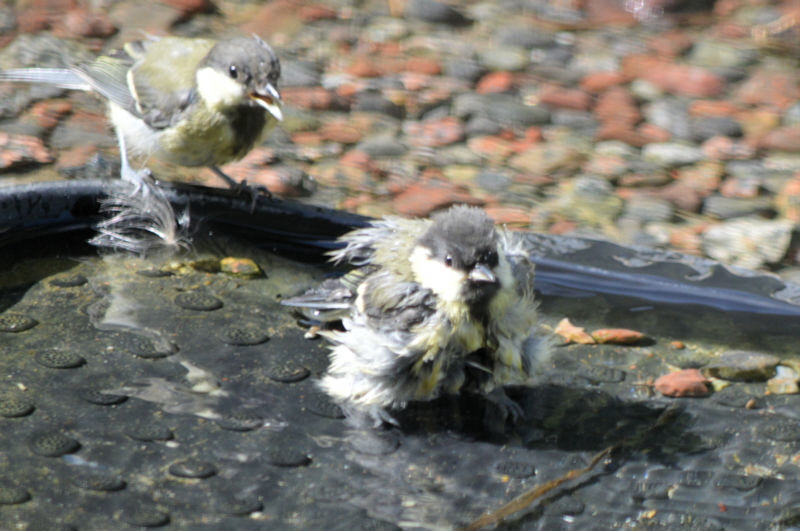 bathing birds 2 800