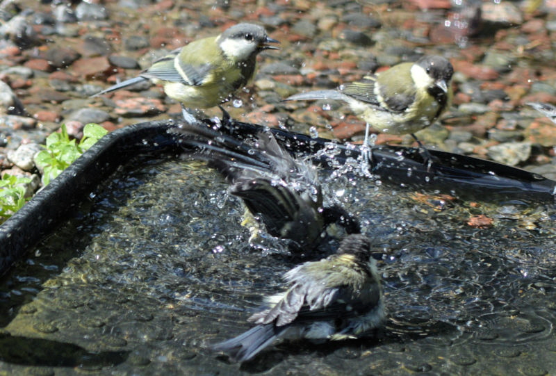 bathing birds 3 800