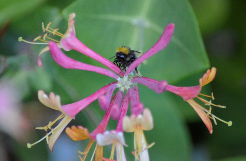 bees june 25 2018 1 800