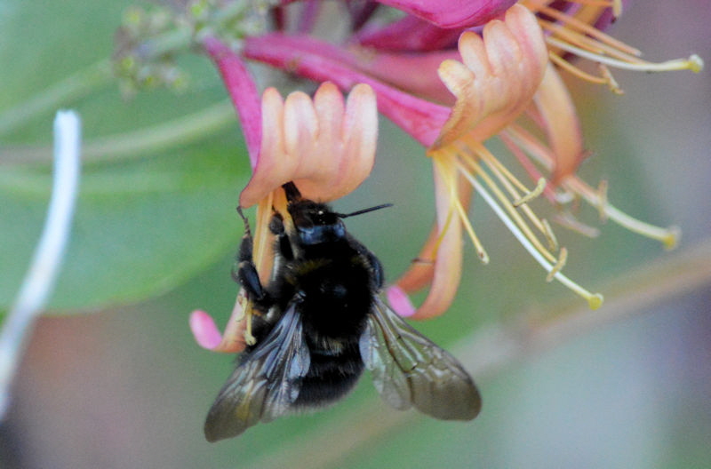 bees june 25 2018 3 800