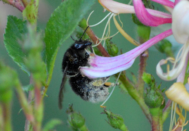 bees june 25 2018 4 800