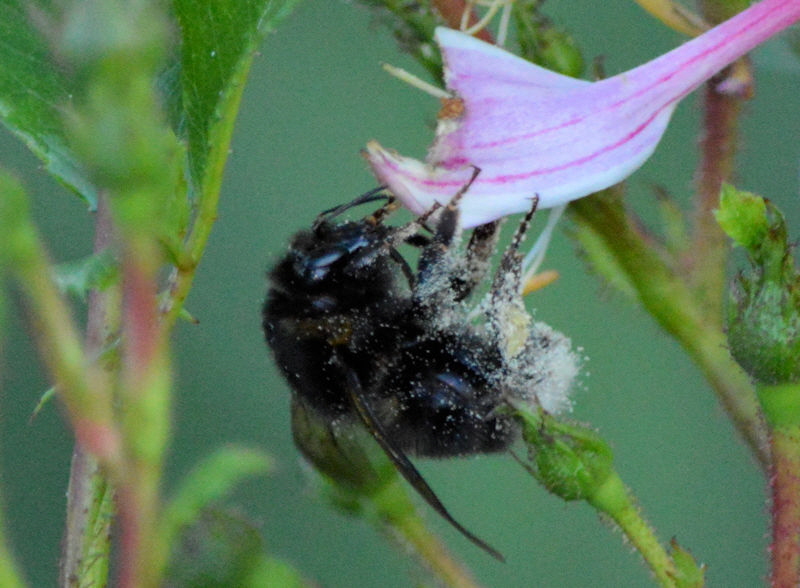 bees june 25 2018 5 800