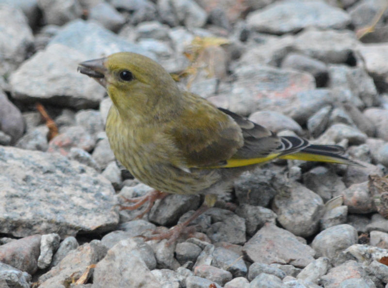 birds 1 july 2018 800