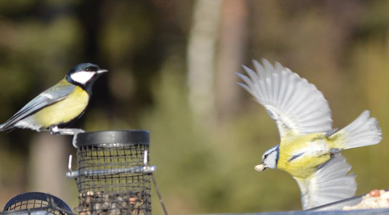 birds 2 feb 2017 016