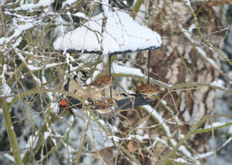 birds eating dec 2018 800