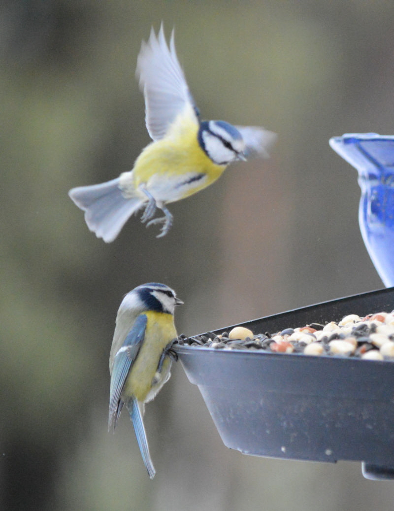 birds feeding station dec 30 2018 800