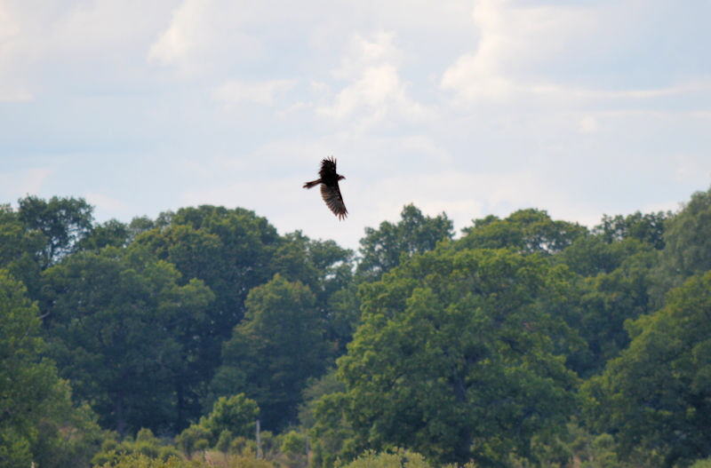 birds july 2017 106