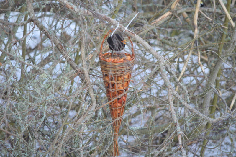 black bird in apples 800