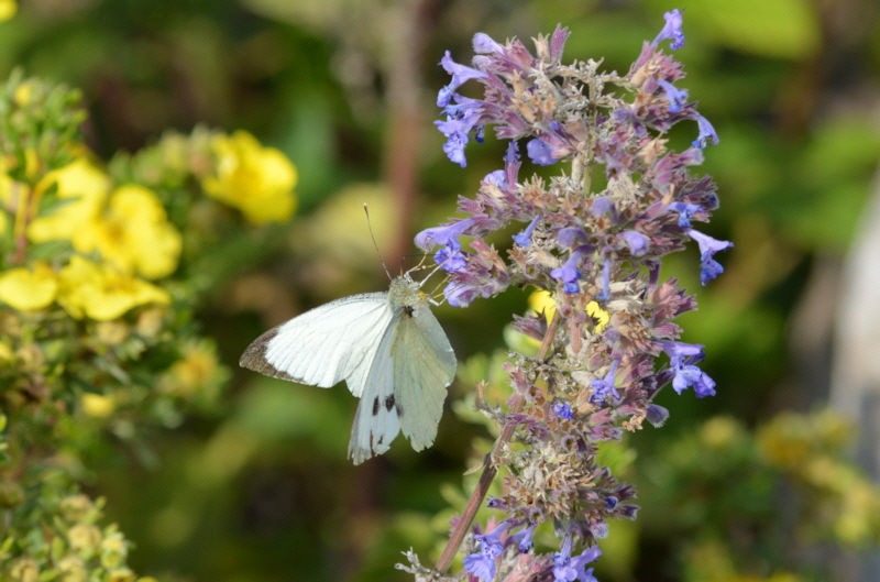 butterfly August 2018 800