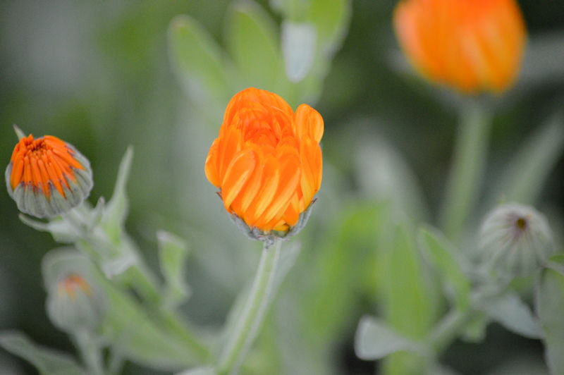 calendula closed 800