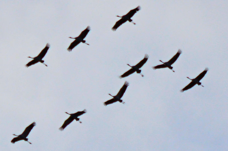 crane flyby 800