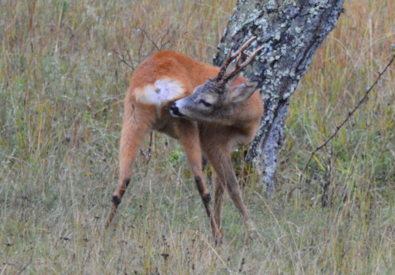 daddy deer in the rain 800