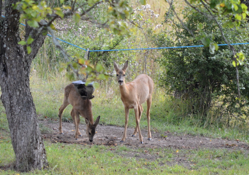 deer aug 2017 003