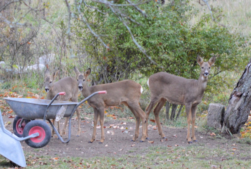 deer twins oct 26 800