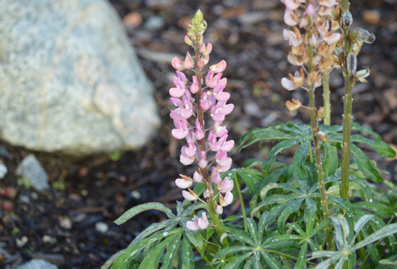 flowers oct 2018 Lupin 800